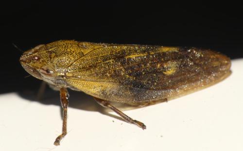 Aphrophora pectoralis